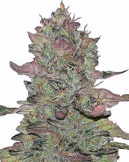 Animal Mints Feminized Seeds