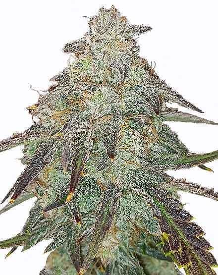 Apple Fritter Autoflower Seeds