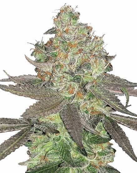 Apple Fritter Feminized Seeds