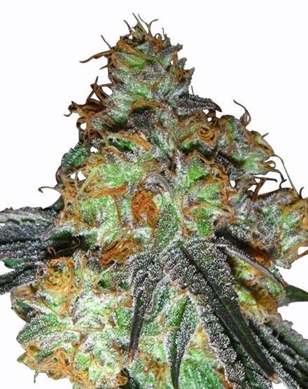 Auto Bluetooth Feminized Seeds