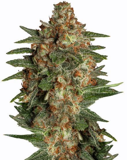 Auto Glueberry Feminized Seeds