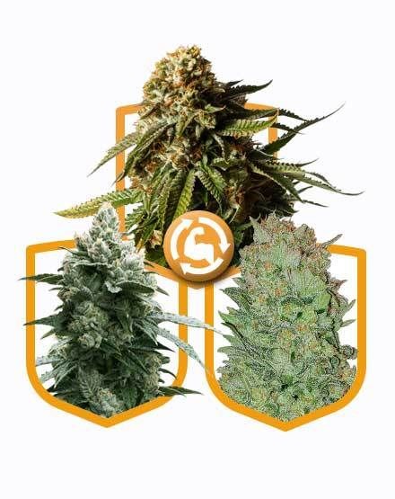 Autoflowering Strong Feminized Seed Pack