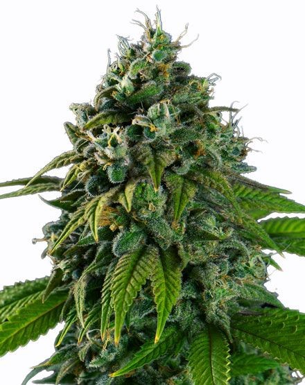 Banana Kush Feminized Seeds
