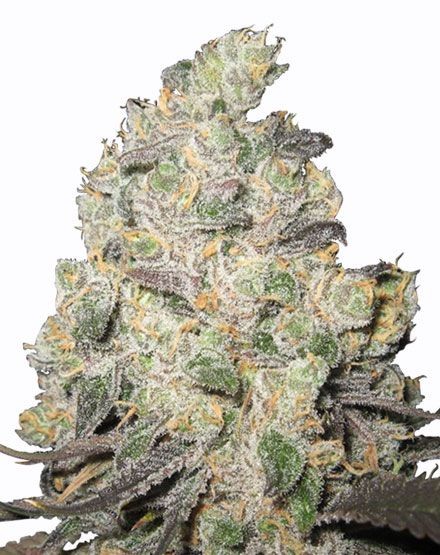 Big Blue Cheese Feminized Seeds