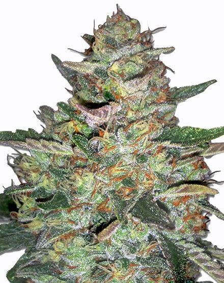Big Bud Autoflower Seeds