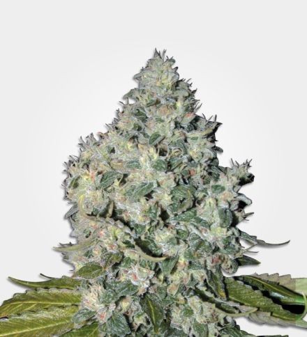 Big Bud Feminized Seeds