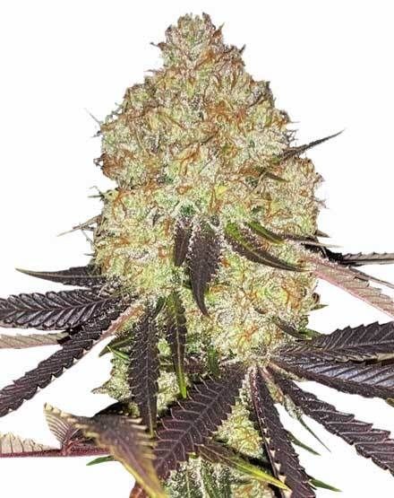 Biscotti Feminized Seeds