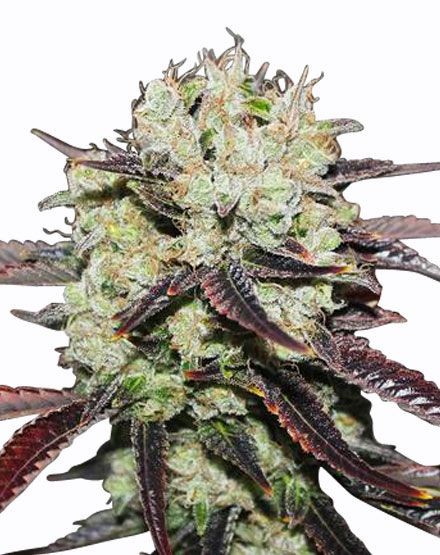 Black Domina Feminized Seeds