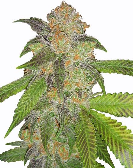 Blue Cinderella 99 Fast Flowering Seeds