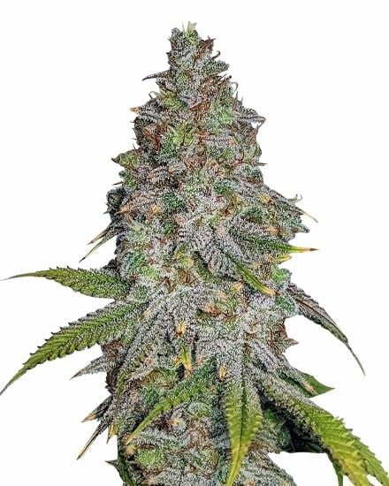 Blue Cookies Feminized Seeds