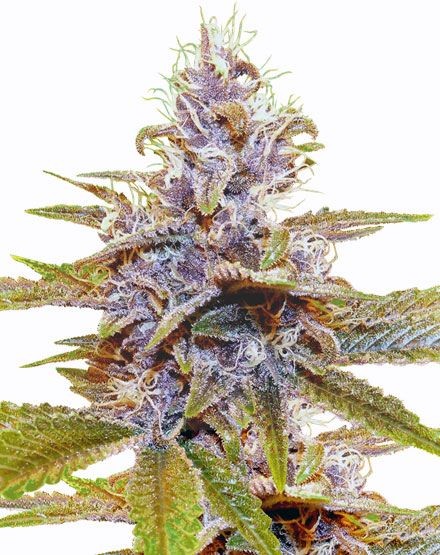 Blue Dream Autoflower Seeds