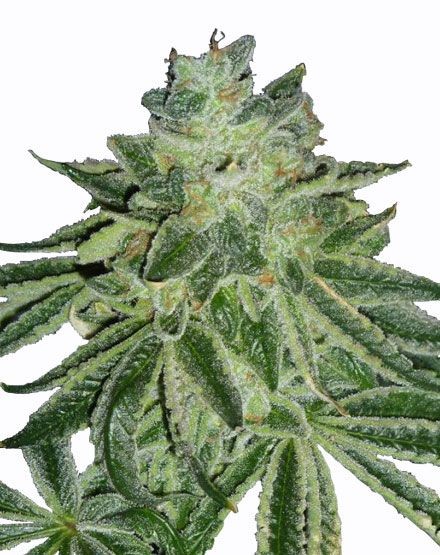 Blue Dream Feminized Seeds