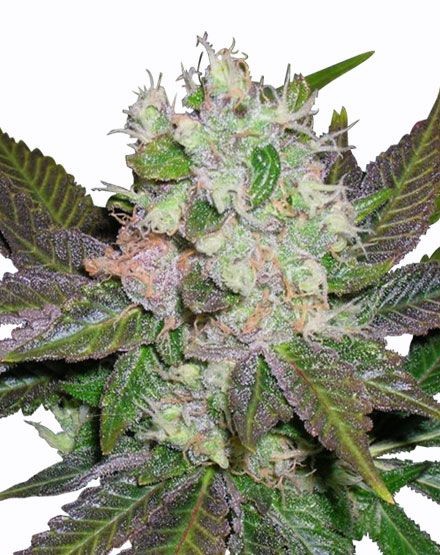 Blue Mystic Regular Seeds