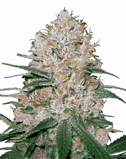 Blue OG Feminized Seeds