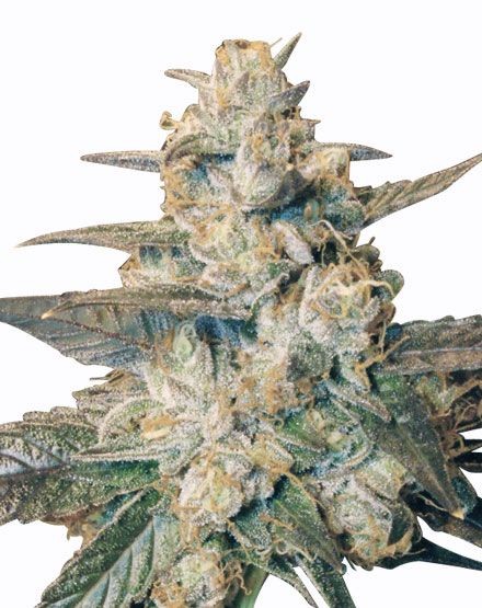 Blueberry Autoflower Seeds