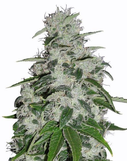 Blueberry Regular Seeds