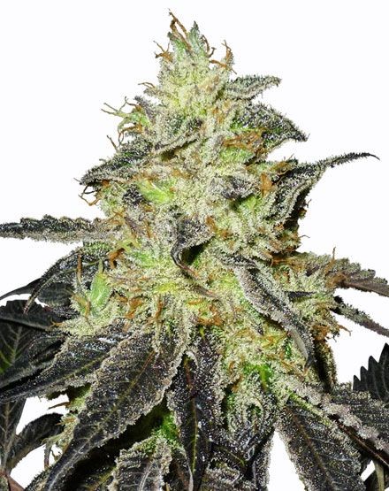 Blueberry Widow Feminized Seeds