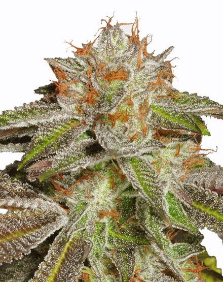 Bruce Banner #3 Feminized Seeds