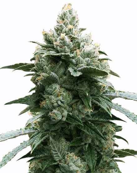 Bruce Banner Autoflower Seeds