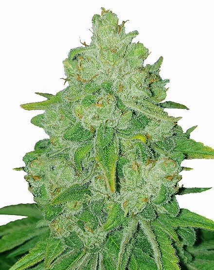 Bruce Banner Fast Flowering Seeds