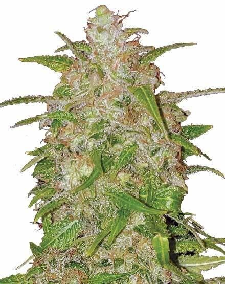 Bruce Banner Regular Seeds