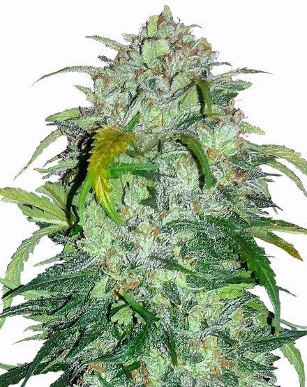 Bubba Kush Feminized Seeds