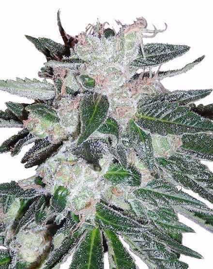 Bubblegum Autoflower Seeds