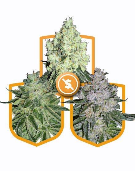 Budget Feminized Seed Pack