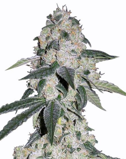 CBD Queen Feminized Seeds
