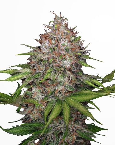 CBG Soul Feminized Seeds