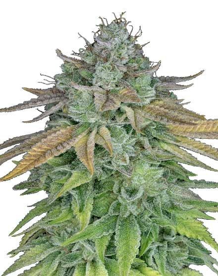 Cafe Racer Feminized Seeds