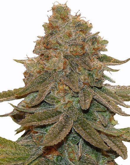 Cali Kush Feminized Seeds