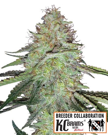 Candy Damage Autoflower Seeds