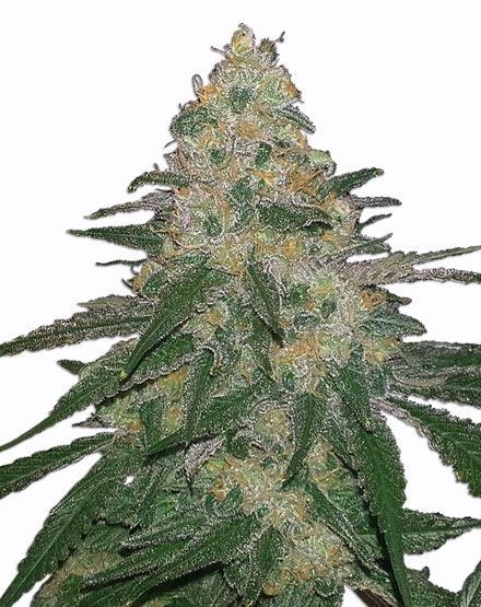 Cannatonic Feminized Seeds