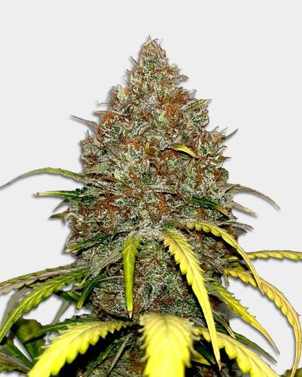 Cap Junky Feminized Seeds