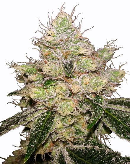 Caramelicious Autoflower Seeds
