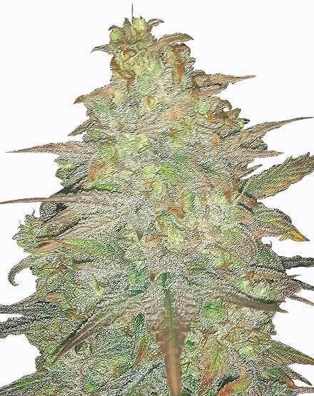 Cereal Milk Feminized Seeds