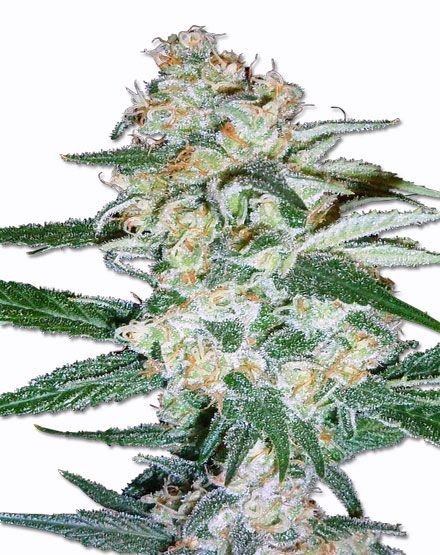Cheese Cake Feminized Seeds