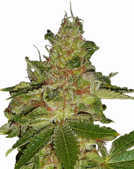 Cherry Kush Feminized Seeds