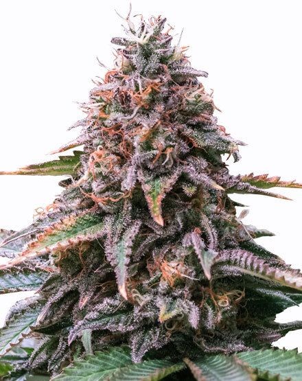 Cherry Pie Autoflower Seeds