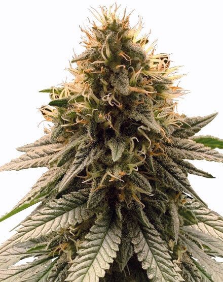 Cherry Pie Feminized Seeds