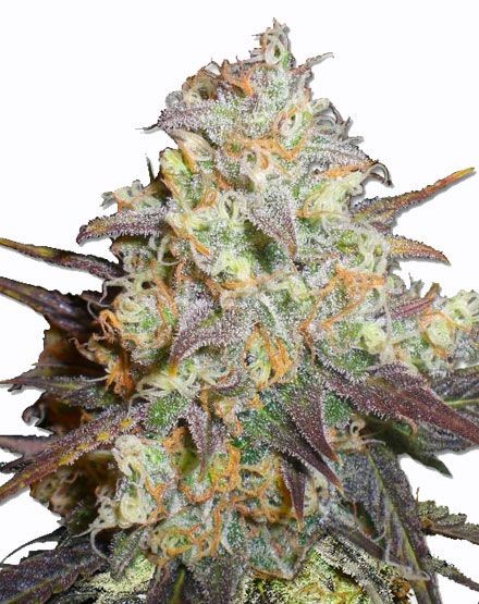 Chocolope Feminized Seeds