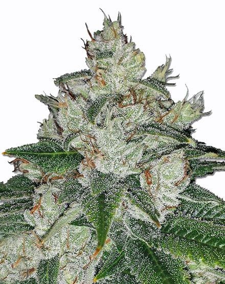 Chronic Bud Regular Seeds