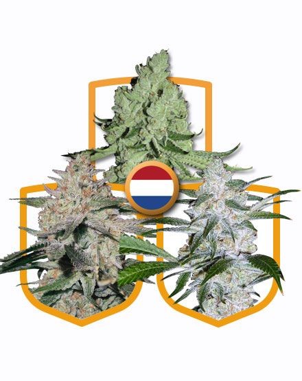 Classic Feminized Seed Pack