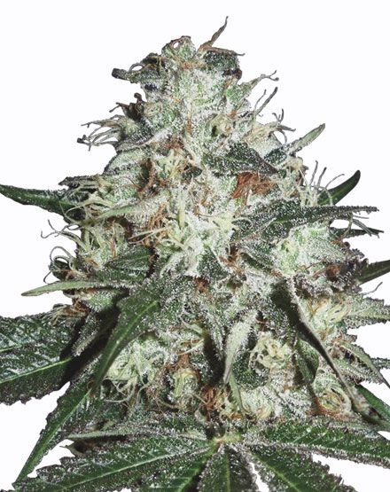 Cotton Candy Kush Regular Seeds