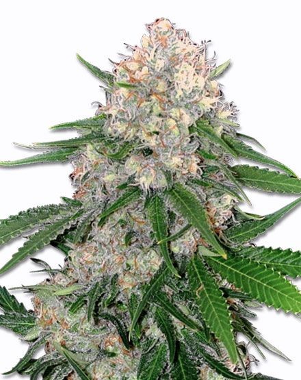Critical Feminized Seeds
