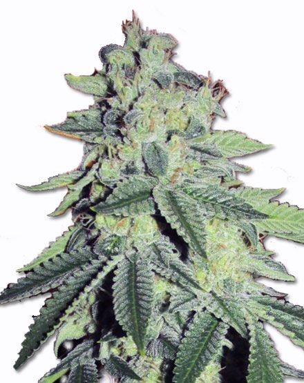 Critical Thunder Autoflower Seeds