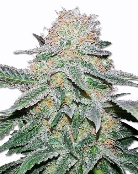 Crystal Regular Seeds