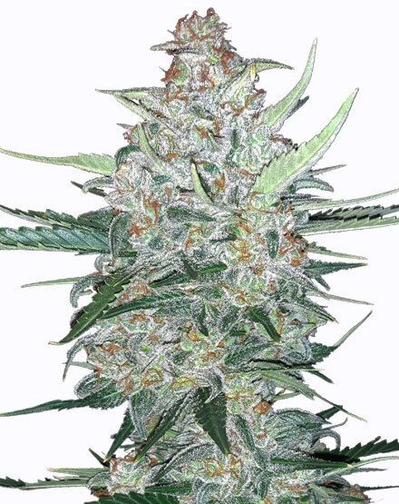 Do Si Dos Autoflower Seeds