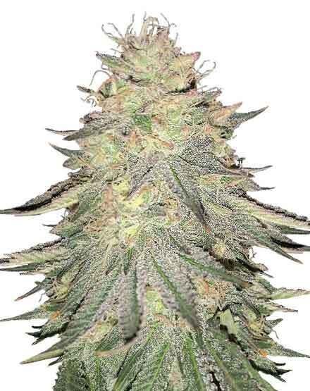 Do Si Dos Feminized Seeds